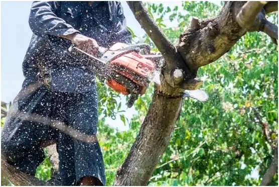 tree services Wilmerding